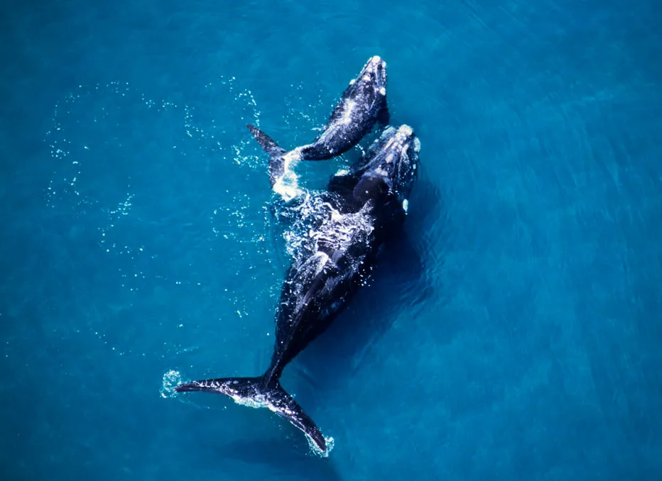 ballenas península valdes