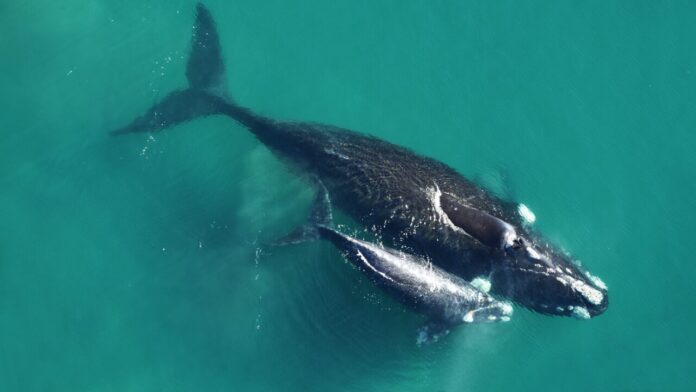 ballenas.org.ar