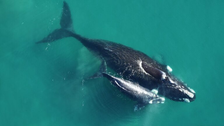 Ballena franca austral, una especie en peligro
