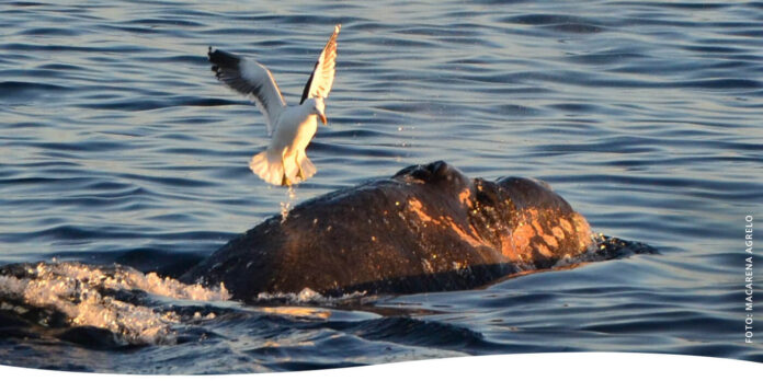 gaviotas y ballenas península valdes