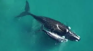 ballenas península valdes