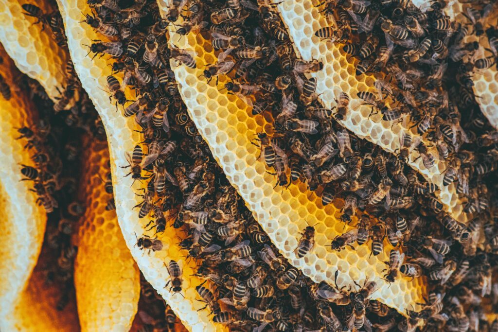abejas-panal de abejas