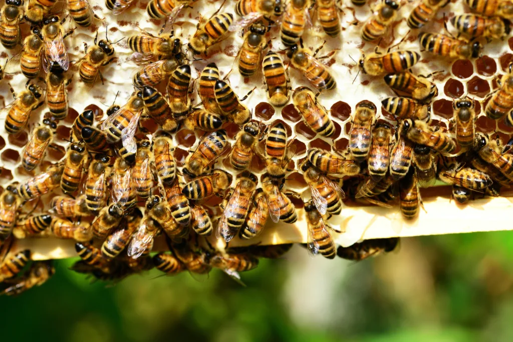 Abejas