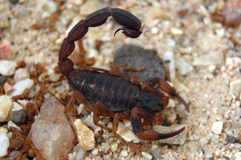 Escorpiones: Los grandes sobrevivientes