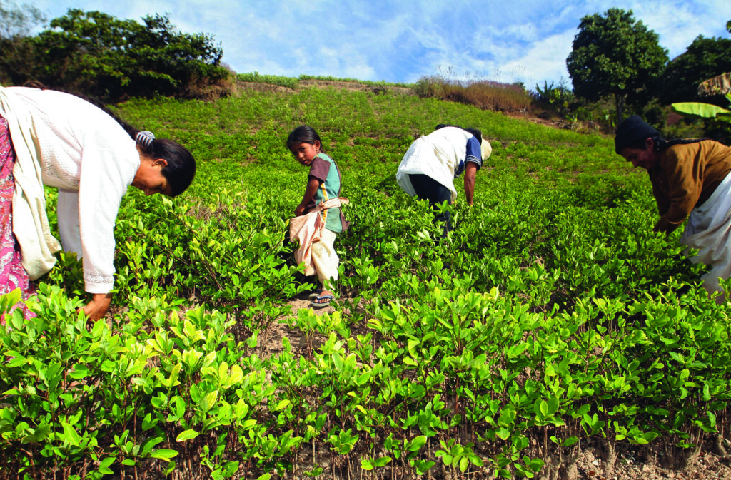 Victoria Mamani (R), Juana Choque (C) and Goya Carhuani, aymara natives, harvest coca leaves in the town of Machacamarka, in the Yungas valley, 150 km north of La Paz, 06 June 2006. President Evo Morales agreed with coca leaf producers the cultivation of up to 12.000 hectares. According to the United States authorities, there are at least 4.000 excess hectares allegedly used for drug producing. Morales authorized the cultivation of 500 square meters per family. AFP PHOTO/AIZAR RALDES ... (Photo by AIZAR RALDES / AFP)