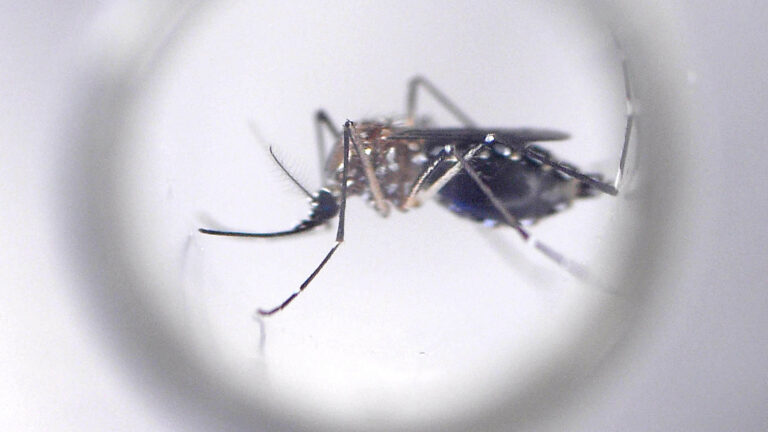 Dengue: un problema regional