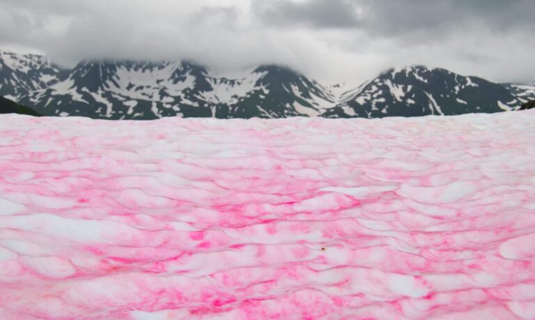 Nieve de sandía: ¿qué es y por qué es tan peligrosa para el medioambiente?