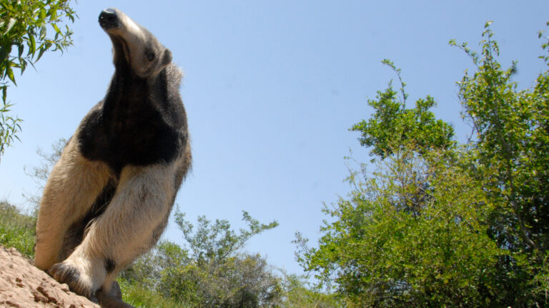 Biodiversidad amenazada: ¿Cuáles son las especies en peligro en Argentina?