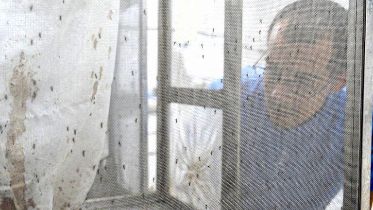 “Somos una fábrica de mosquitos”