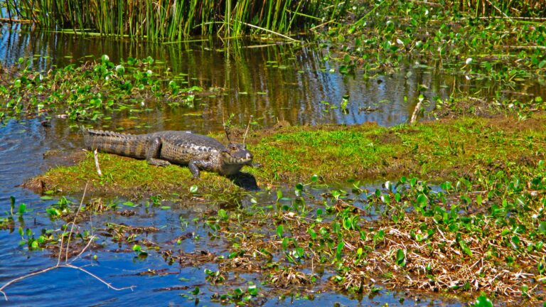 Patrimonio Verde: Diez años de desempeño ambiental en el país