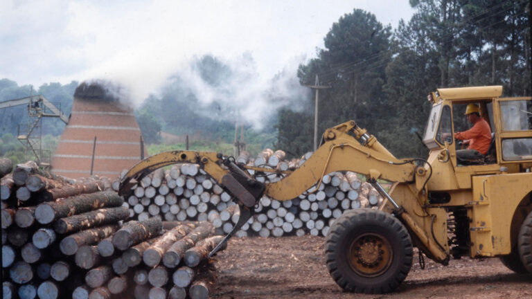 A 10 años de la reglamentación de la Ley de Bosques