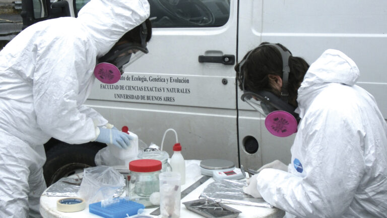 La amenaza de las ratas en la ciudad