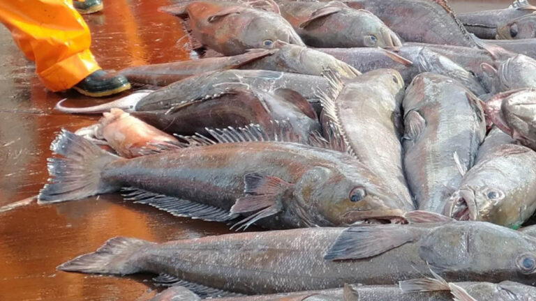 En violación de acuerdos internacionales, Reino Unido pesca ilegalmente en las Islas Georgias del Sur