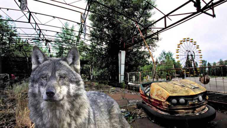 A 38 años del accidente nuclear de Chernóbil, un hallazgo científico pone la lupa sobre lobos mutantes