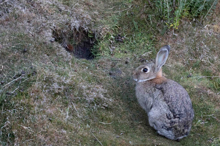 Veneno en el paraíso: el daño ambiental detrás de la matanza de conejos en Chubut