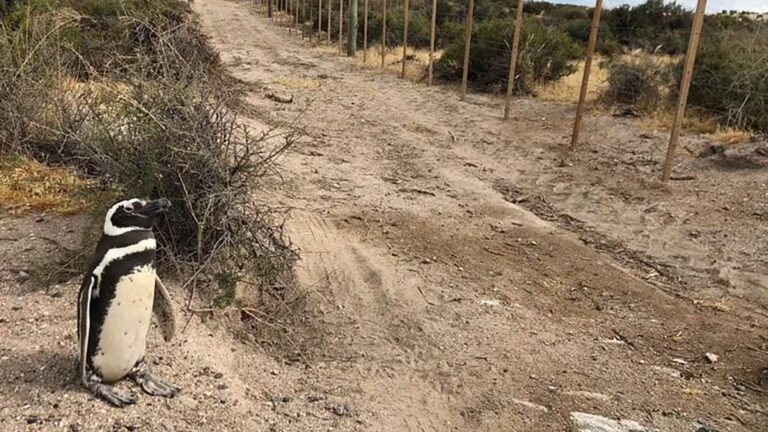 Juicio oral por la matanza de pingüinos en Punta Tombo: ¿qué pasará con las leyes ambientales?