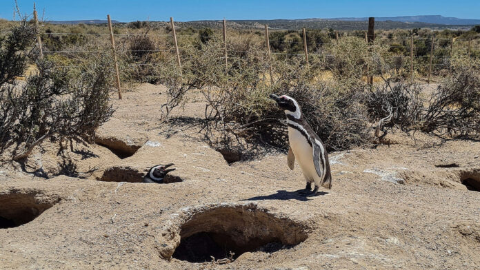 pingüinos en Punta Tombo