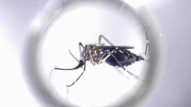 Mutación del Aedes aegypti: ¿cuál es el panorama para el dengue?