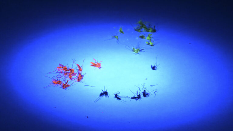 Mosquitos estériles en Argentina: ¿cómo funciona esta técnica para combatir el dengue?