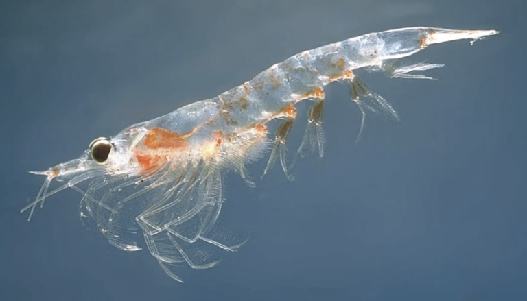 La pesca del krill: ¿un recurso sostenible o una amenaza para la fauna antártica?