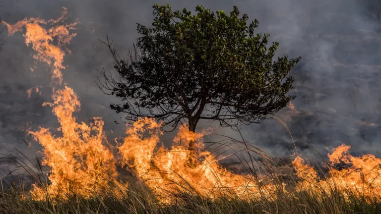 Incendios forestales: nuevos mapas de calor revelaron sorprendentes datos sobre Sudamérica