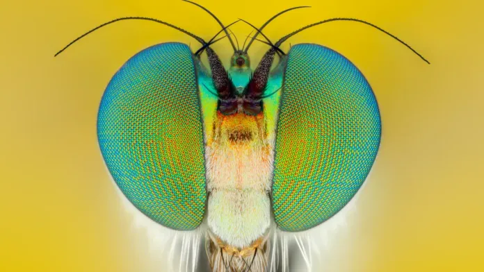 Camara-Insectos