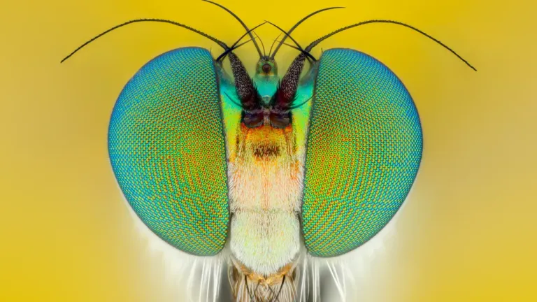 Fotografía del futuro: desarrollan una cámara inspirada en los ojos de insectos
