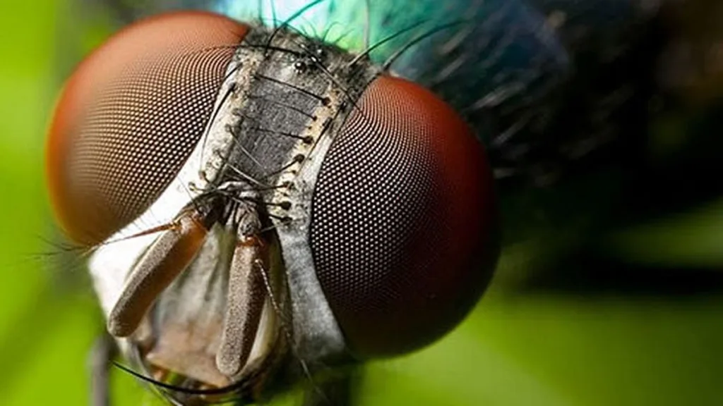 Camara-Insectos