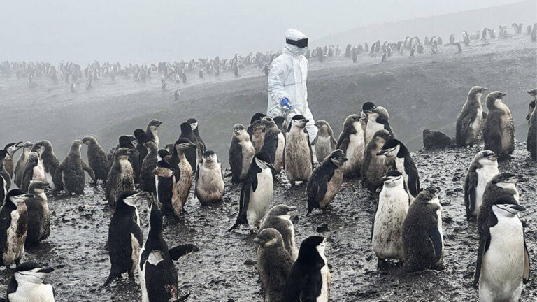Alerta por el peor brote de gripe aviar en la Antártida: cómo afecta a los animales y a la seguridad humana