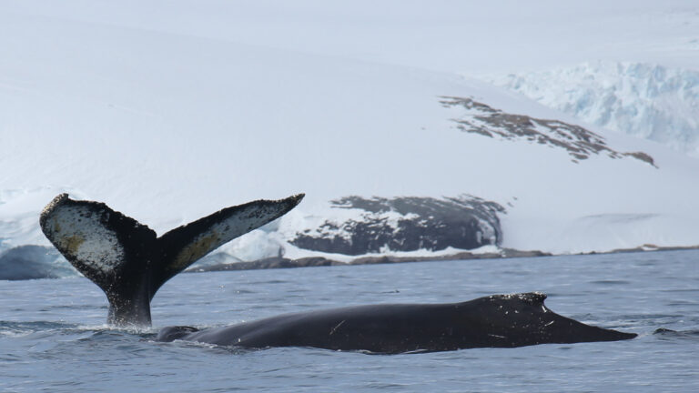 Polo Sur y Polo Norte: qué los diferencia y por qué son cruciales para el equilibrio de la Tierra