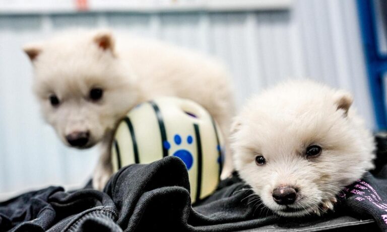 Científicos revivieron un lobo huargo: ¿avance o riesgo ecológico?