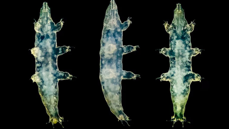 La NASA descubrió 26 bacterias sin identificar ocultas en una de sus naves espaciales