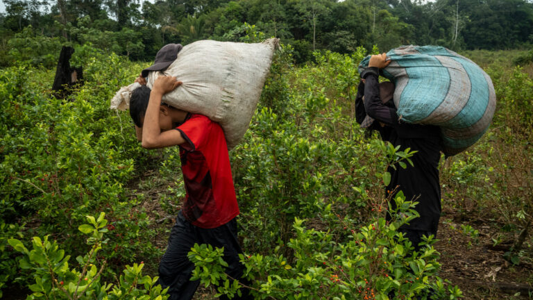 Narcotráfico: Colombia tiene el 67% de los cultivos de coca y lidera la producción global de cocaína