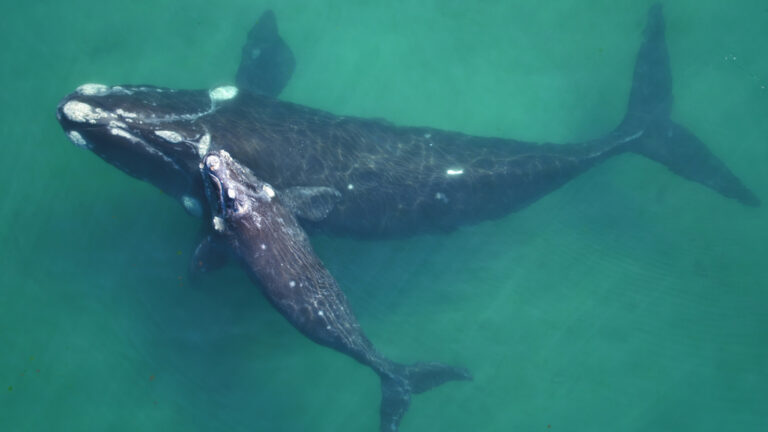 ​​Programa Ballena Franca Austral: 55 años de ciencia en el Atlántico Sur