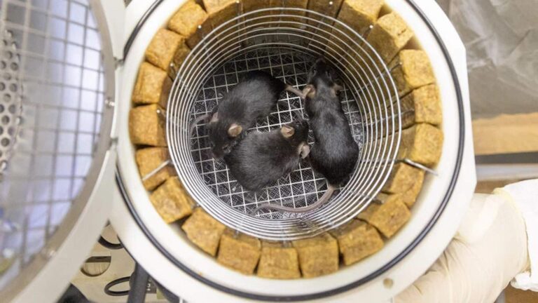 Rusia lanza ratones y moscas al espacio para investigar efectos de los viajes a Marte