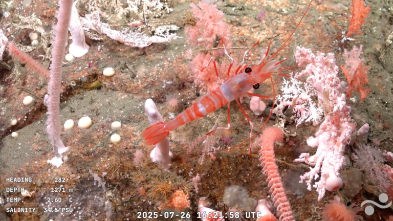 Expedición del CONICET: ¿a quién le corresponde la soberanía del lecho marino?