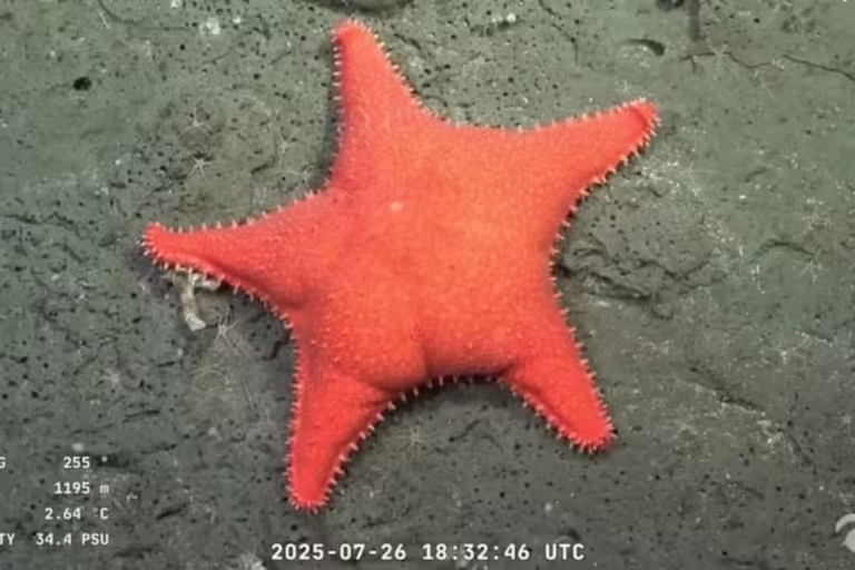 Stream del CONICET: las criaturas marinas más virales y cómo fueron registradas