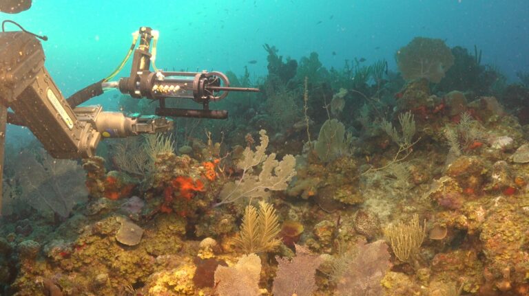 De las profundidades a la pantalla: la ciencia nacional conquistó el mundo con la exploración en vivo del Mar Argentino
