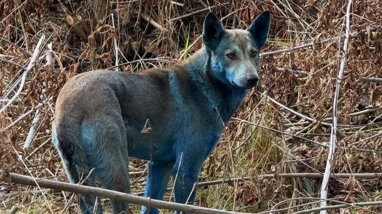 Perros azules en Chernóbil: ¿casualidad o efecto del histórico accidente nuclear?