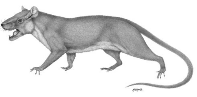 Hallazgo en Argentina: descubren fósil de un mamífero que coexistió con los dinosaurios