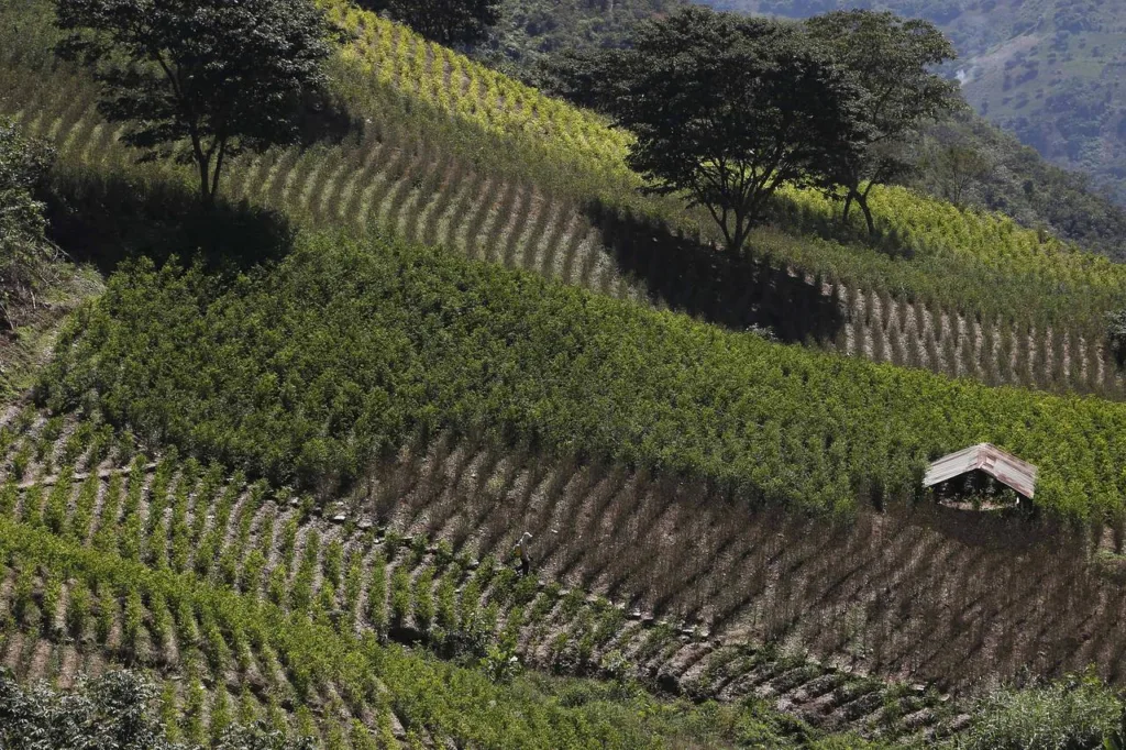 bolivia-cultivos-coca