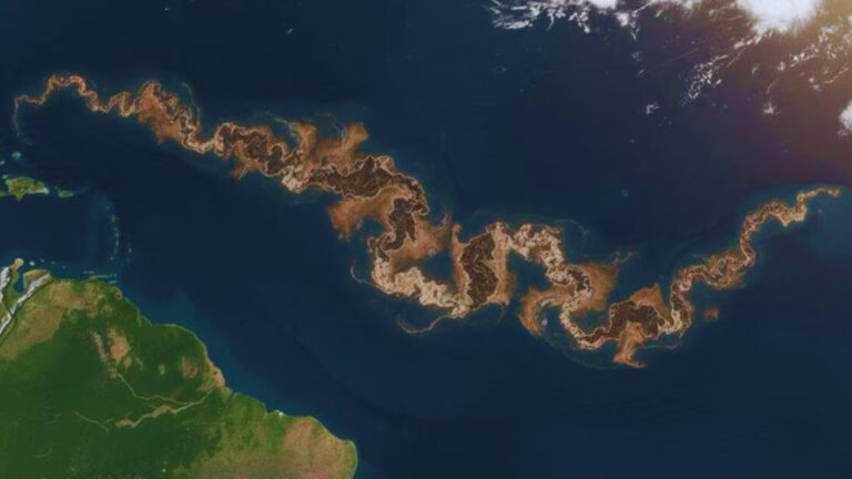 Gran Cinturón de Sargazo: qué es la franja marrón que apareció en el océano Atlántico 